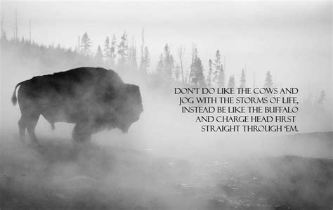 Be like the buffalo | Inspirational quotes background, Storm quotes ...