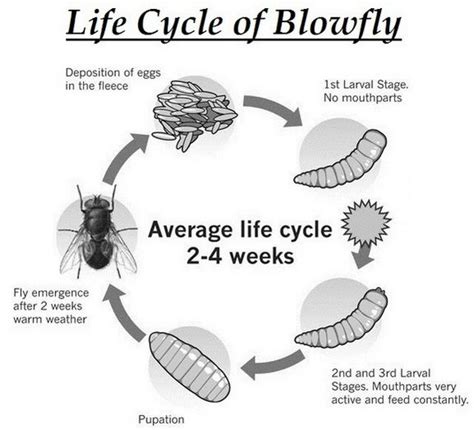 Life Cycle of a Fly - CarmenafeNeal