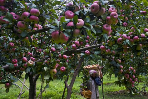 ‘Govt to Purchase $800 Million Worth of Kashmiri Apples’ - Open The ...