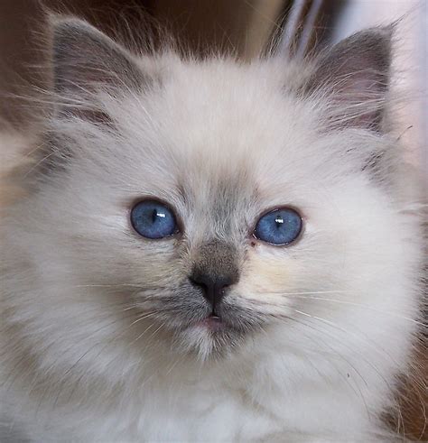 Ragdoll Cute Cats | Cute Cats