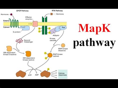 Map Kinase Pathway | World Map 07