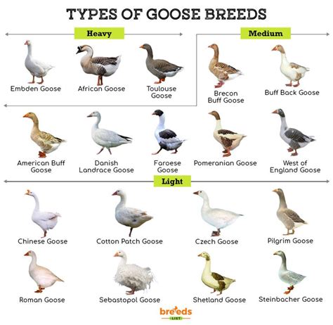 Geese Breeds For Egg Production