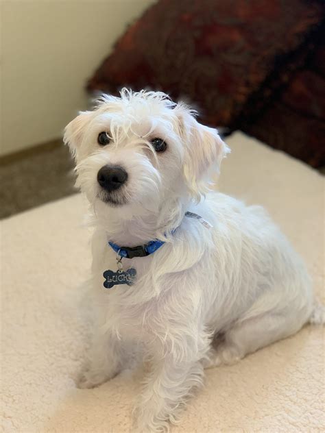 My West Highland Terrier mix, his name is Lucky 🍀 : r/WestHighlandTerriers