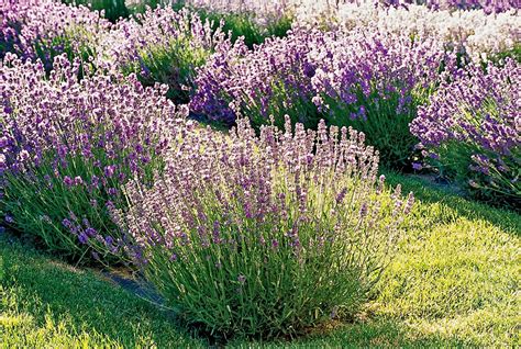 23 Lavender Varieties for a Fragrant Garden Wherever You Live