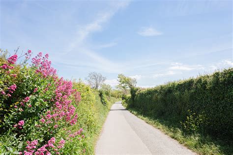 How to identify common hedgerow species - Countryfile.com