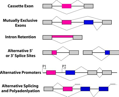 Pre-mRNA splicing and its regulation in Caenorhabditis elegans