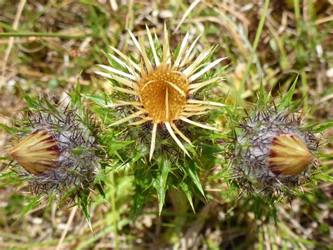 Photographs of Carlina Vulgaris, UK Wildflowers; Immature flowerheads