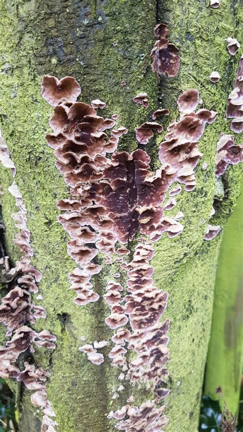 Tree fungus identification — BBC Gardeners' World Magazine