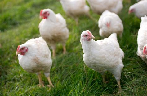 Principles of Organic Poultry Farming - Vet Extension