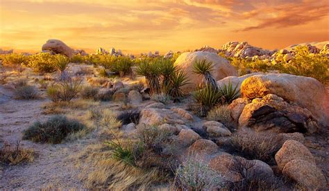 The Mojave Desert - WorldAtlas