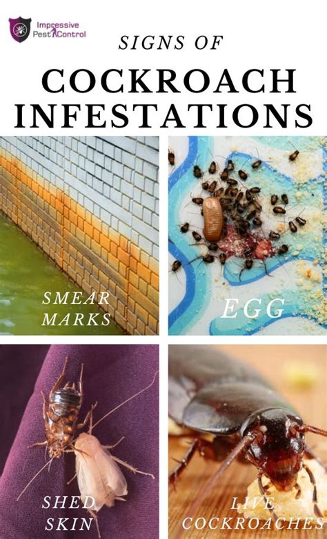 Signs of Cockroach Infestations | Infestations, Cockroaches, How to get rid