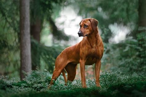 10 Popular Rhodesian Ridgeback Mixes (w/ Pictures) | Puplore