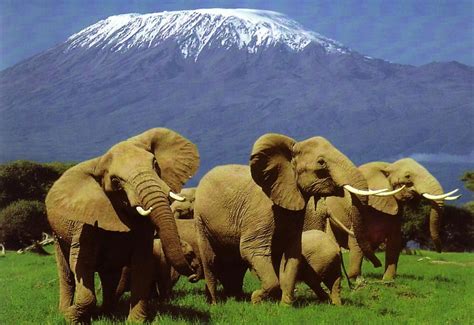 Amboseli National Park, Kenya (with Map & Photos)