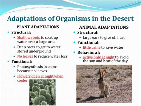 Adaptation Of Plants And Animals