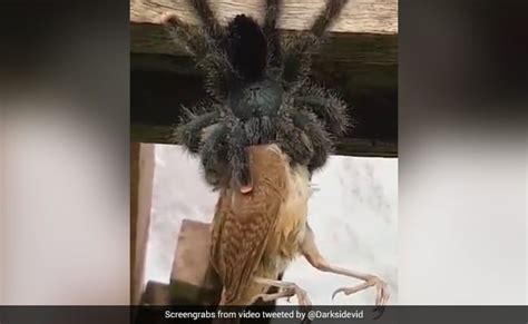 Bird Eating Spider