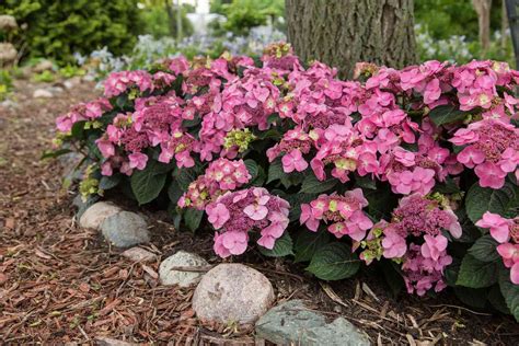 Endless Summer® Pop Star® Hydrangea Care & Growing Guide