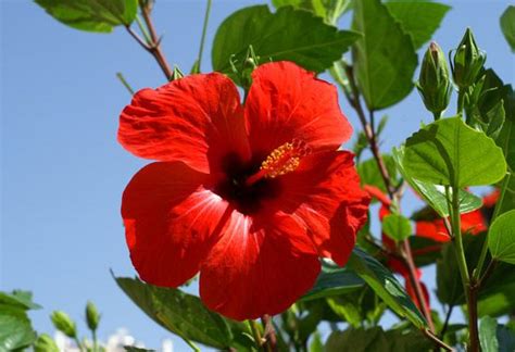 Flor de maga (Puerto Rican hibiscus-type flower) is the official ...