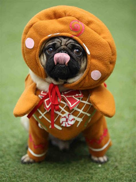 10 adorable pictures of PUGS dressed in festive costumes for Christmas ...