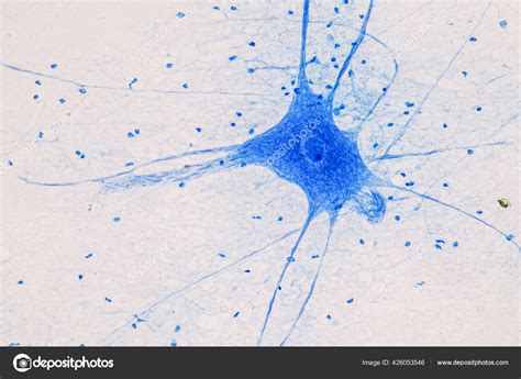 Human Nerve Cells Under Microscope