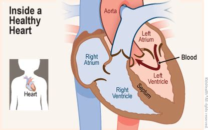 Your Heart & Circulatory System (for Teens) | Nemours KidsHealth