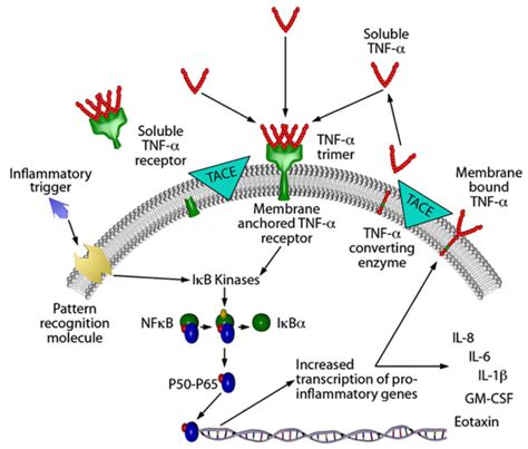 Tnf Alpha Signaling Pathway