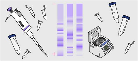 iThink Biology: Molecular biology techniques