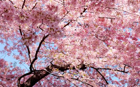 What Are Sakura? | Wonderopolis