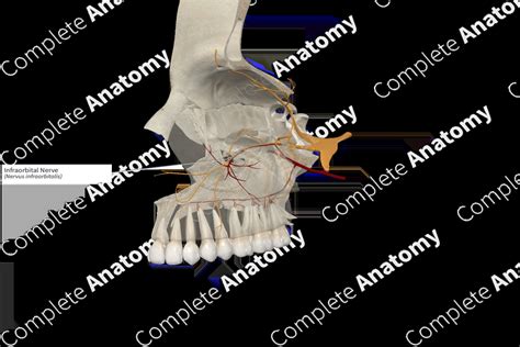 Infraorbital Nerve | Complete Anatomy