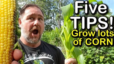 5 Tips How to Grow a Ton of Sweetcorn in One Raised Garden Bed or ...