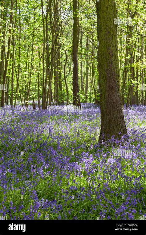 Scunthorpe, North Lincolnshire, UK. 5th May 2016. UK Weather: Bluebells ...