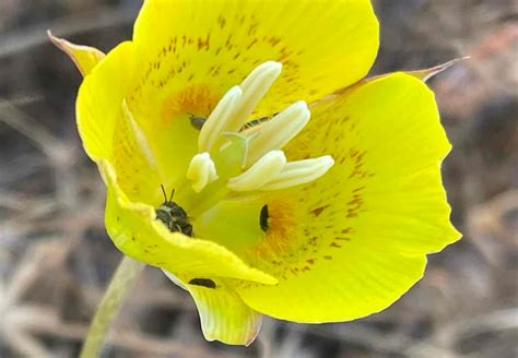 Calochortus luteus Calflora