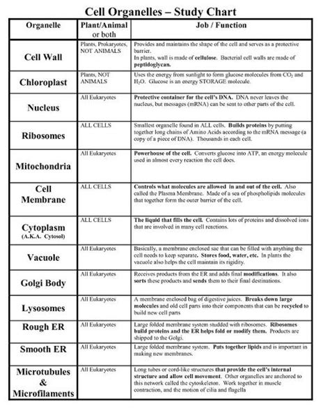 Animal Cell Organelles Digital Doodle Answer Key : Cells Seek and Find ...