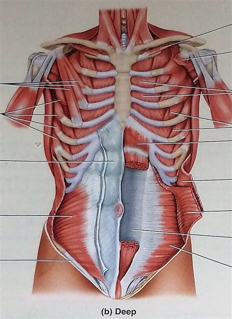 Muscles of the Anterior Abdominal Wall Deep View Diagram | Quizlet