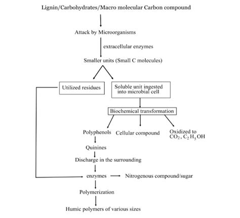 Humus formation Process - Basic Agricultural Study