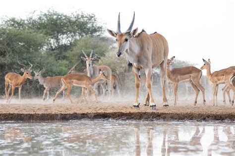 African Wildlife of the Great Rift Valley Photography Holiday - 2025 ...