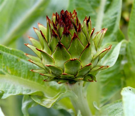 Florez Nursery: Cardoon, Cynara cardunculus