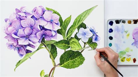 Hydrangea Blue Watercolor Flowers : French Hydrangea Png Images Pngwing ...