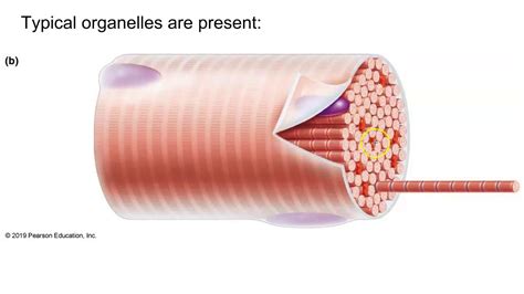 Skeletal Muscle Cell Model Labeled