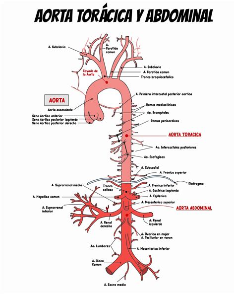 RECORRIDO DE LA AORTA (TORACICA Y ABDOMINAL) | Anatomía médica ...