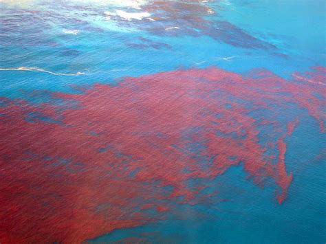 Red Tide - Red tide phenomenon closes Florida beaches | FOR YOU AND ME