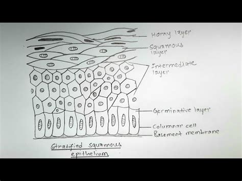 Stratified Squamous Epithelium Labeled