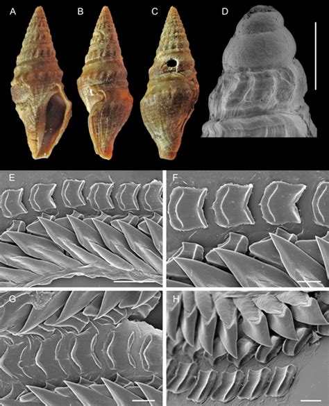 Phyllum: Mollusca & their radula – Cephalopod Morphology Studies