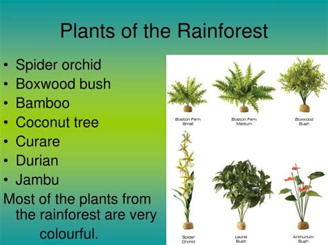 PPT - rainforests PowerPoint Presentation - ID:6534454