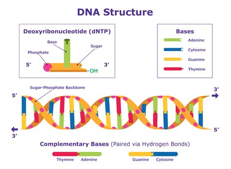 Sanger Sequencing Steps & Method