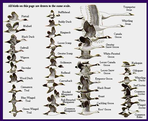 The World Of Amazing Waterfowl Birds - HubPages