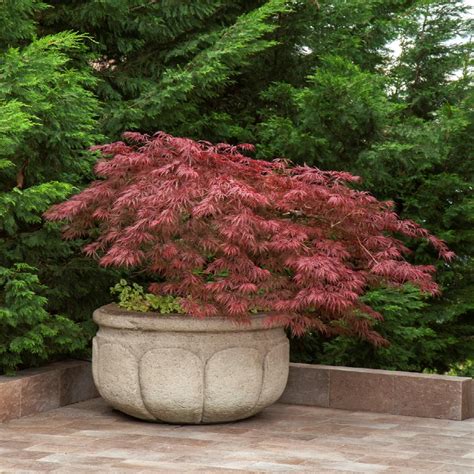 Velvet Viking™ Japanese Maple, Monrovia Plant