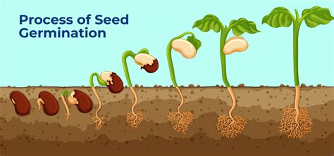 Seed Germination-Process, Factors, Advantage