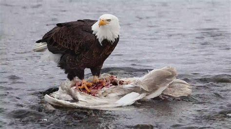 Wonderful Wyoming Wildlife - Mature Bald Eagle Eating a Swan - 1/26 ...