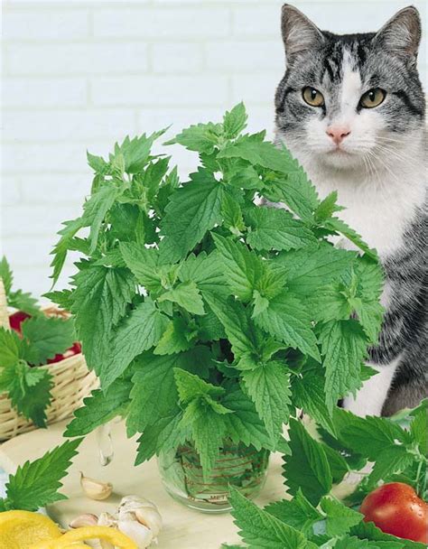 Catnip Seeds | Nepeta cataria | Herb Garden Seeds