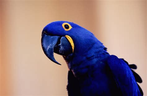 How to Care for Hyacinth Macaws (Blue Parrots)